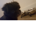 The prinses