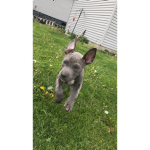 Bunny And Cat Club