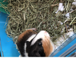 Cookie_Official