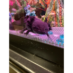 ##### #### and axolotl club