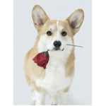 corgi army