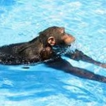 monkey aquarium Group Thumbnail