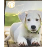 The Dog Pup Group