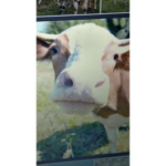 meow meow i am a cow