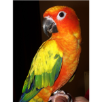 Sun Conure Lovers!