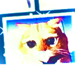 Lovely cats cute cats