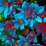 Flowers Are Sweet!!!