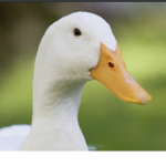 United_Ducks