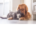 Cats and Dogs LOVE