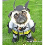 Pug group