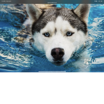 Dog water robux