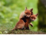 Animal Fans!!!! :D