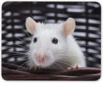 Aesthetic Rat~