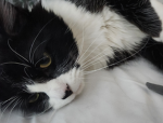 Cat game dev studios