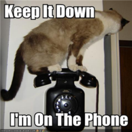 funny pictures cat on phone Roblox decal