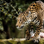 JAGUARS ARE THE BEST LETS GO