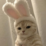 로블록스뉴비 그룹