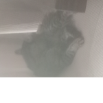 Catsgroups