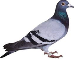 The Friend Pigeon