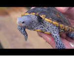 Turtle clan only turtles