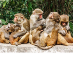 MONKEYS!!!