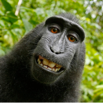 Monkey Eyes