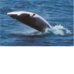 For The Whales