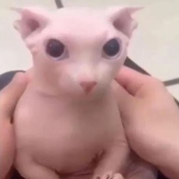 epic c a t