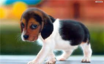 join if u love dogs!!!!!!!!!!