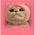 llovecats