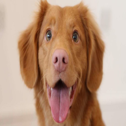 Dog Roblox decal