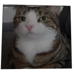 Sir Fluffington cube