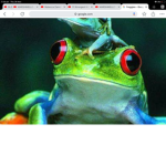 FROGs gang