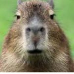 capybara_urmomohio123