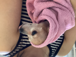 My dog luny