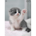 Kitten trade center
