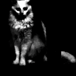 •The cat pack •