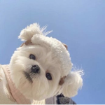 로벅스 기부해줘ㅜㅜ