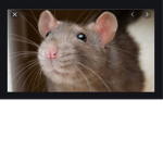 Rat Fandom