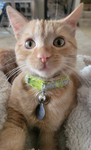 Toastmycat Studio