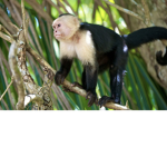 The Monke Gang!