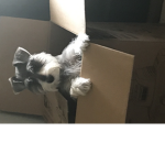 Cutie pie sugar
