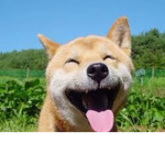 Los Fans. De los doges :3