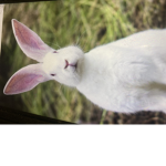 Hopping rabbits