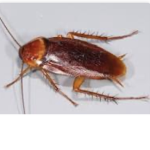 Roach United is back!