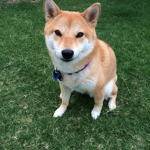 doge group for doge!