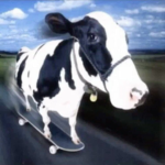 tawthecows