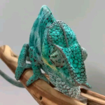 Reptile Society!