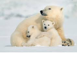 Team Polar Bear Forever!