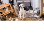 Doggies of Life